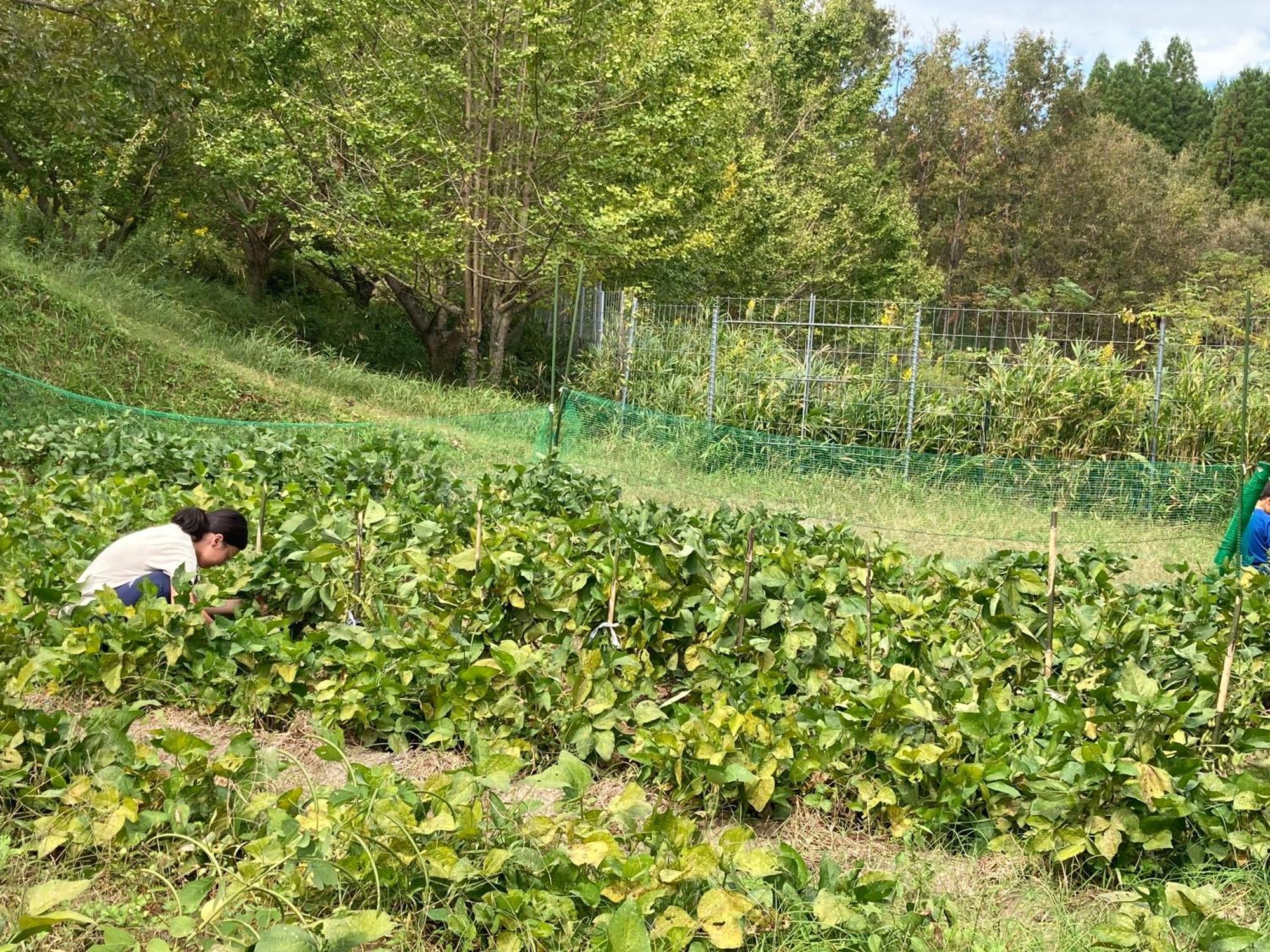 豊後大野市体験型農家民泊「お陽さまと風」アパートメント エクステリア 写真